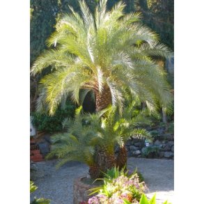 Palme - Kreta Dadelpalme