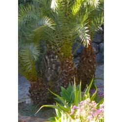 Palme - Kreta Dadelpalme