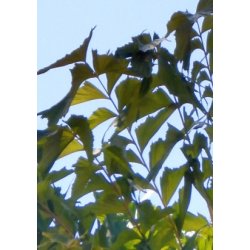 Palme - Fiskehalepalme