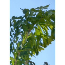 Palme - Fiskehalepalme