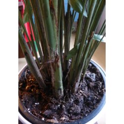 Palme - Fiskehalepalme