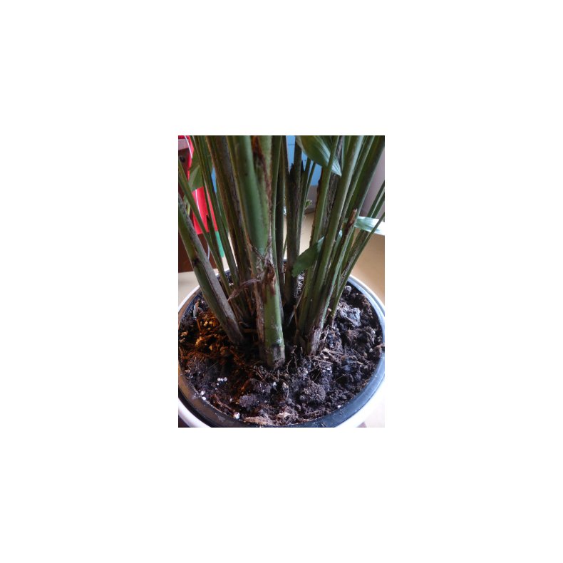 Palme - Fiskehalepalme