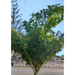 Palme - Fiskehalepalme