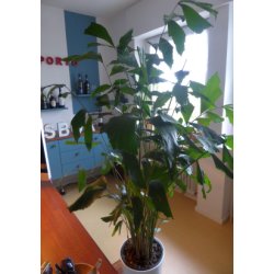 Palme - Fiskehalepalme