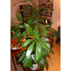 Palme - Fiskehalepalme