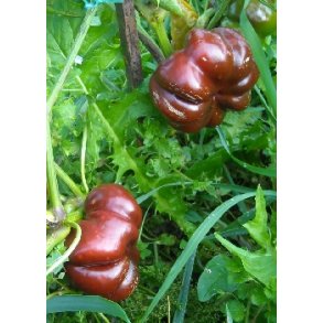 Peberfrugt - Sweet Chocolate x