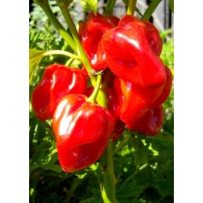 Chili - Habanero Antilles Red
