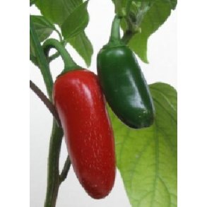 Chili -  Jalapeno