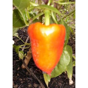 Peberfrugt - Pusztaguld