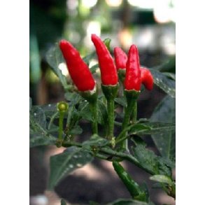 Chili - Red Finger