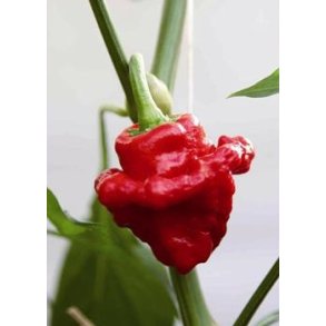 Chili - Jamacia Chilli / Scotch Bonnet