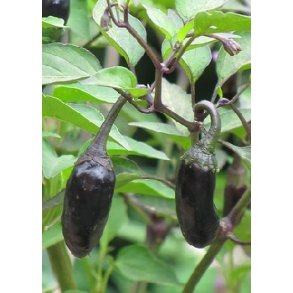 Chili - Purple Tiger