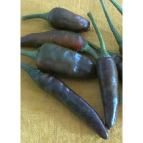 Chili - Hot Chocolate x