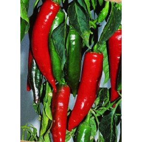 Chili - Pepperoni Sucette de Provence 