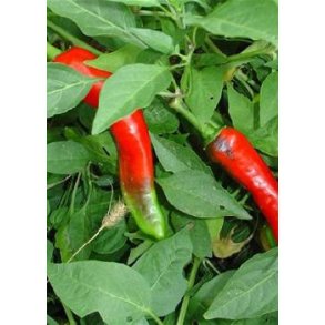 Chili - Hot Portugal