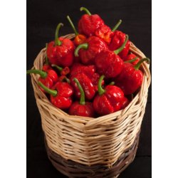 Chili - Trinidad Scorpion