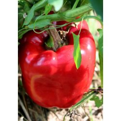 Peberfrugt - California Wonder