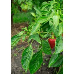 Peberfrugt - California Wonder