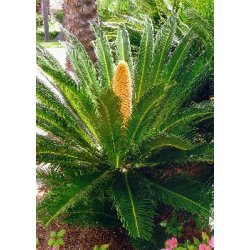 Dyrkningsst<br/>Urtidspark<br/>Det Store St