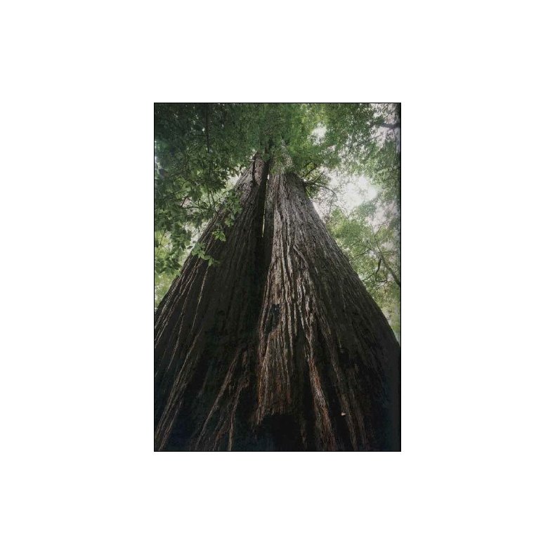 Kyst Mammut (Redwood)