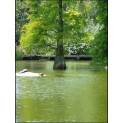 Dyrkningsst<br/>Urtidspark<br/>Det Store St