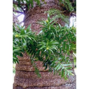 Bunya - Bunya tr