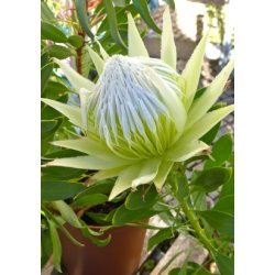 Hvid Protea
