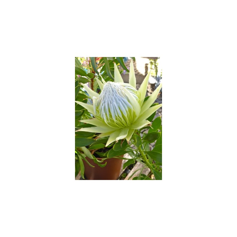 Hvid Protea