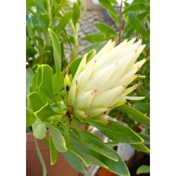 Hvid Protea