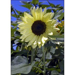 Solsikke Buttercream F1