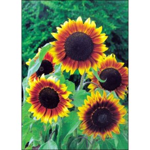 Solsikke Orange Mahogany Bicolor F1