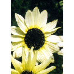 Solsikke Italian White Heart