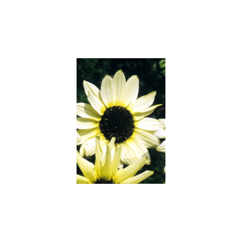 Solsikke Italian White Heart