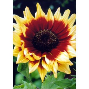 Solsikke Magic Roundabout F1