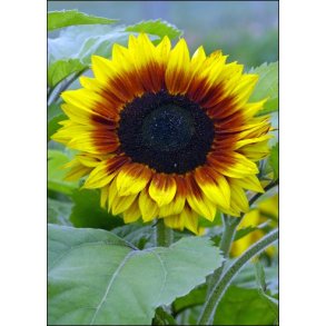 Solsikke Solar Power F1