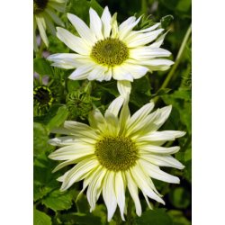 Solsikke Italian Green Heart