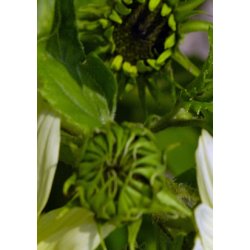 Solsikke Italian Green Heart