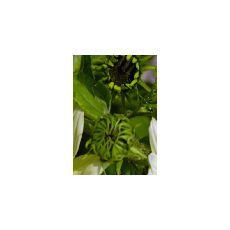 Solsikke Italian Green Heart