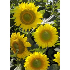 Solsikke Summer Breeze F1