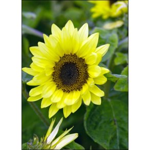 Solsikke Garden Statement