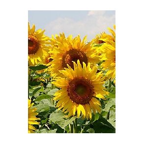 Solsikke Golden Dream