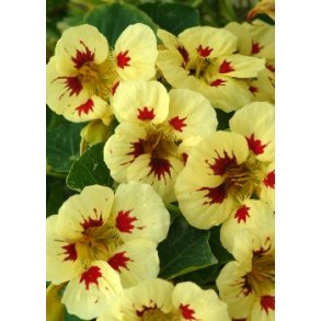 SB - Lille Tallerkensmkker