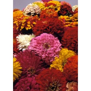 SB - Zinnia (Frkenhat) mix