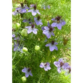 SB - Jomfru i det grnne