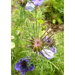 SB - Jomfru i det grnne