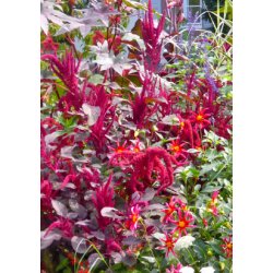 SB - Have-Amarant (lilla)