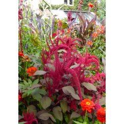 SB - Have-Amarant (lilla)