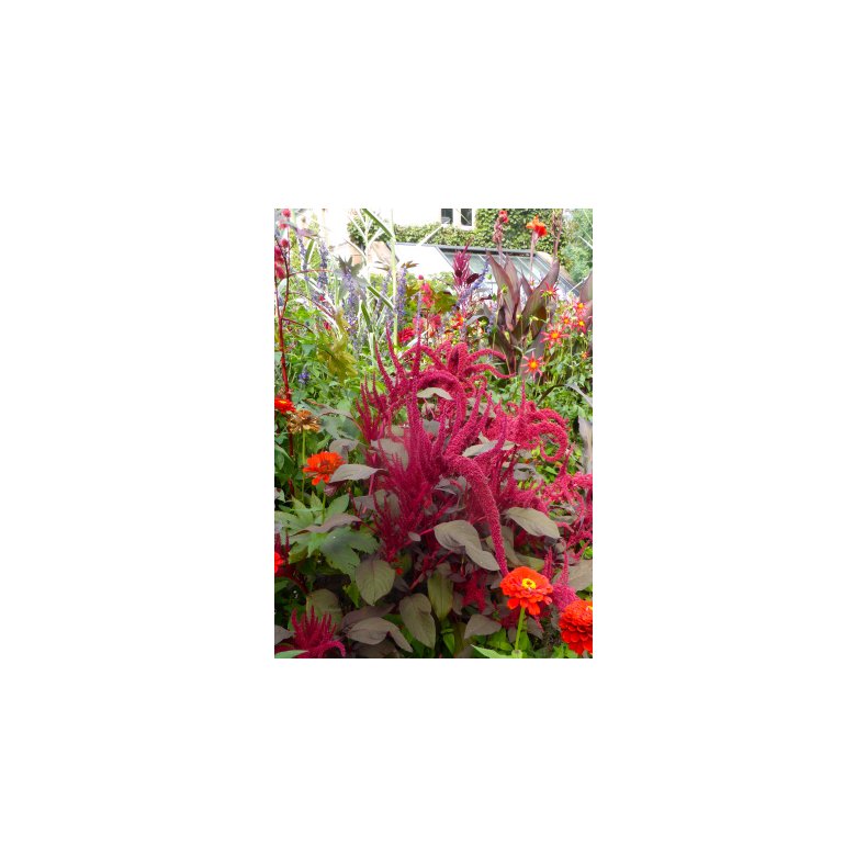 SB - Have-Amarant (lilla)