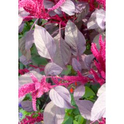 SB - Have-Amarant (lilla)