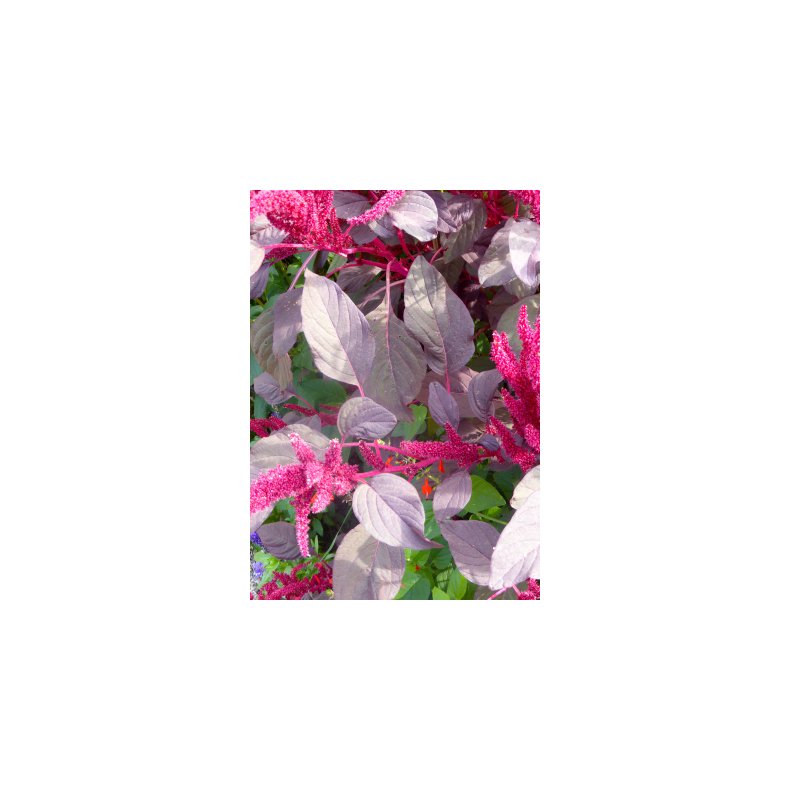 SB - Have-Amarant (lilla)